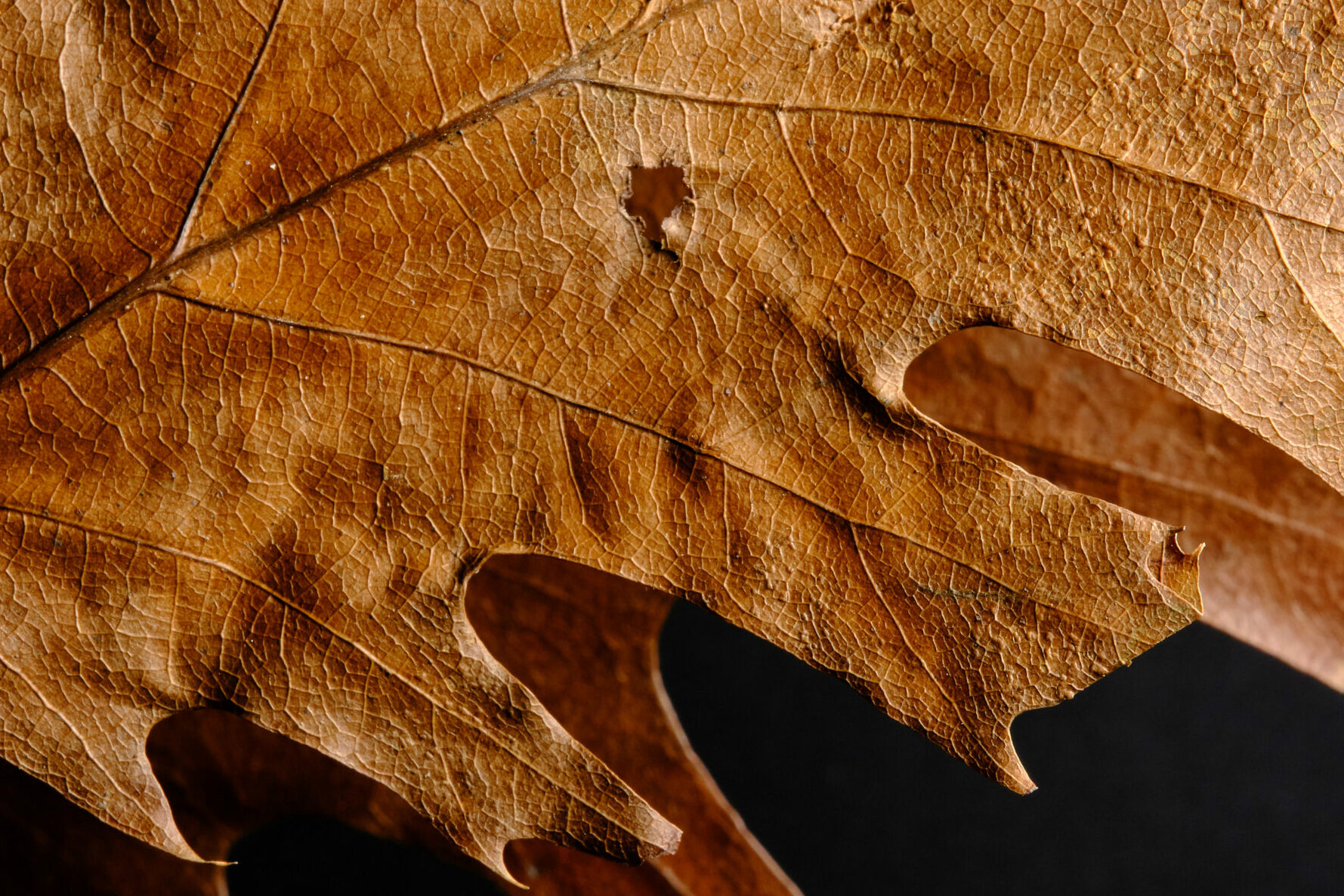 Macro Leaf